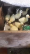 ����. ����