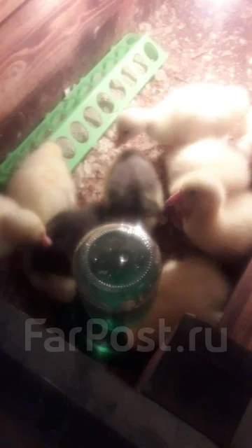 ����. ����