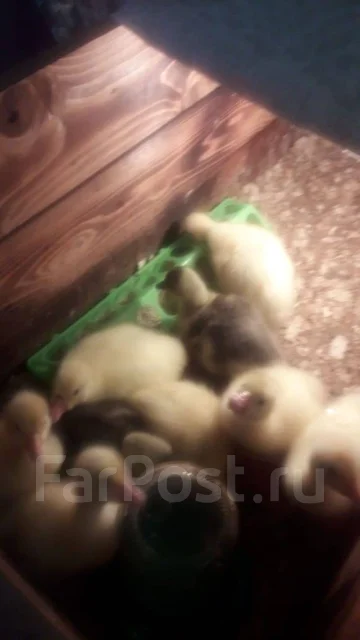 ����. ����