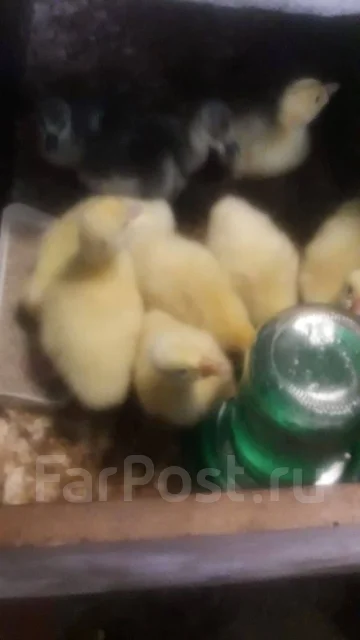 ����. ����