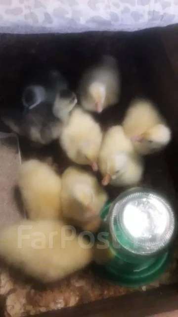 ����. ����