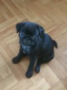 ����. ����