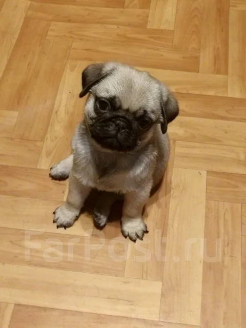 ����. ����