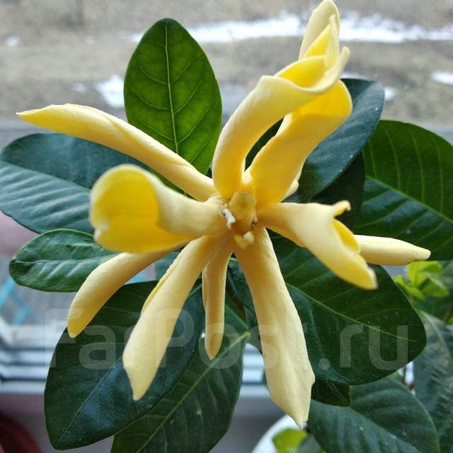 Гардения индонезия