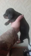 �����. ����