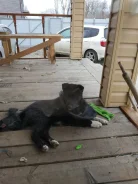 �����. ����