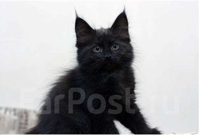 Сибирский Кот Черный Фото