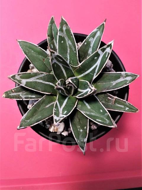 Агава Королевы Виктории - Agave victoria-reginae 'Compacta' - Растения ...