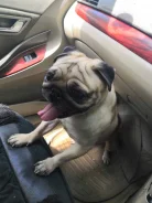 ����. ����