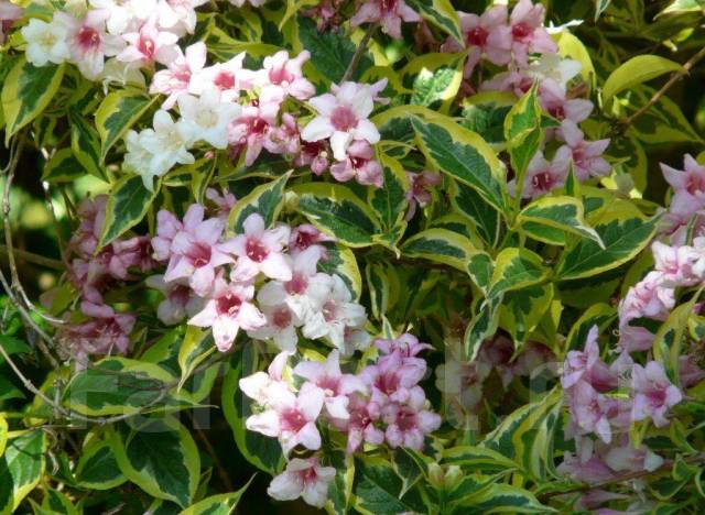 Вейгела вариегата - Сад и огород во Владивостоке