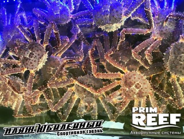 Аквариум торговый для краба, гребешка, под заказ во Владивостоке