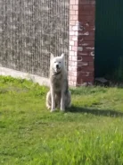 �����. ����