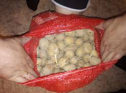 Картофель.