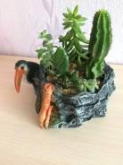 Суккуленты.
