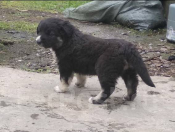 Авито лабытнанги животные. Объявления щенят. Газ66 диз с лебедкой. Авито лабытнанги животные. Лабытнанги дома.