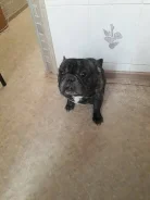 ����������� �������.