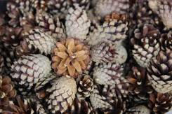 �������� ����� ����