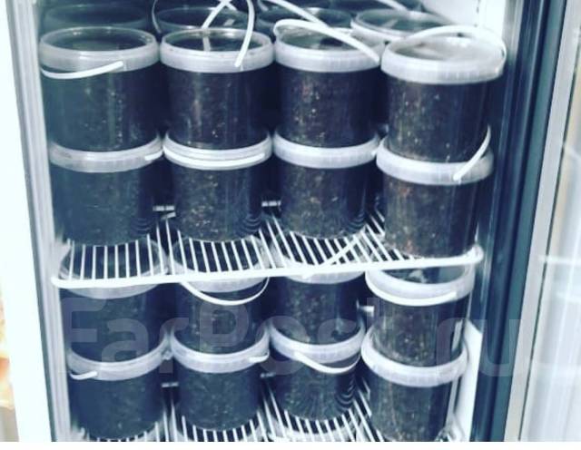 Трепанг на меду - Рыба и морепродукты во Владивостоке