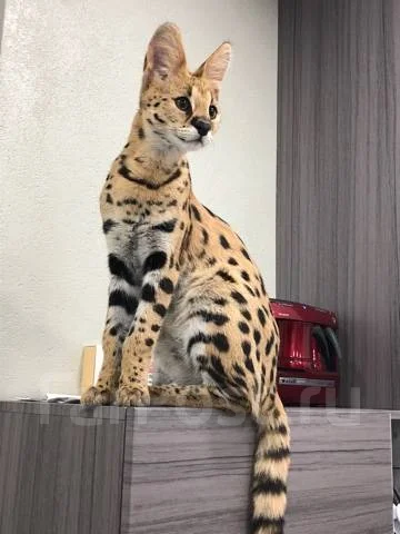 ������. ����