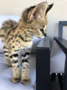 ������. ����