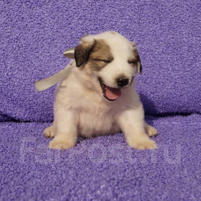 пиренейская горная собака щенок 3 месяца