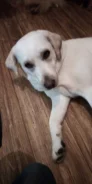 ���������� ��������. ����