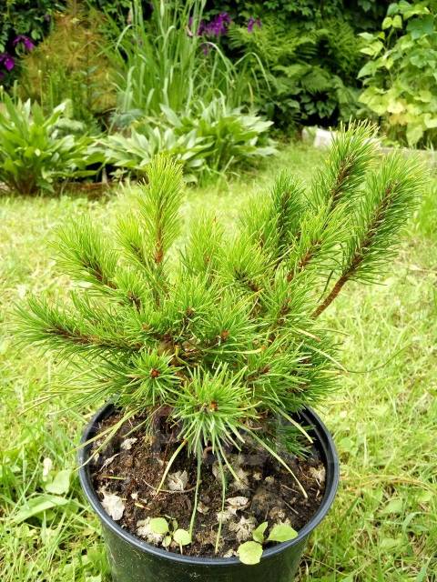 Сосна горная Пумилио - Сад и огород во Владивостоке