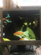 ������� Dinner TE172SR. 17", ���������� �� (LCD)
