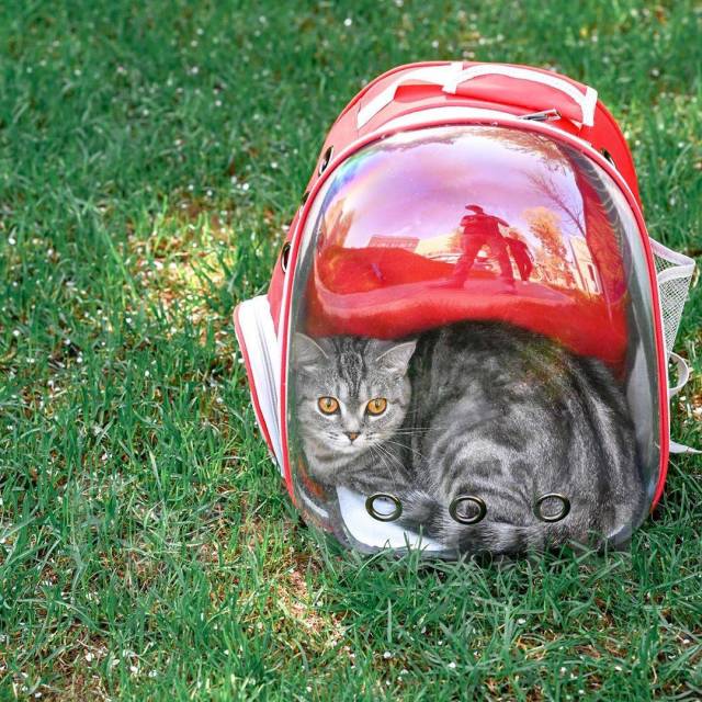 Прозрачная переноска рюкзак для кошки, кота, маленькой собаки, енота ...