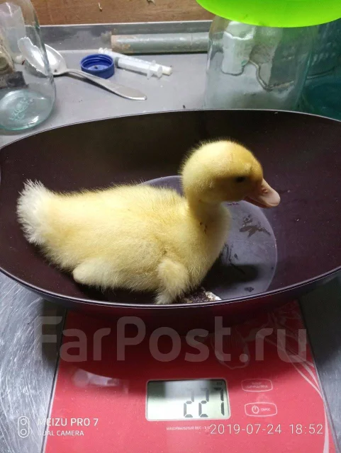 ����. ��� ����� �� ���������� ����
