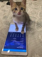 Samsung Galaxy Tab S 8.4 ����
