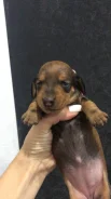 �����. ����