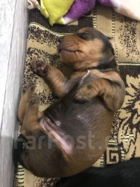 �����. ����