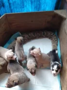 �����. ����