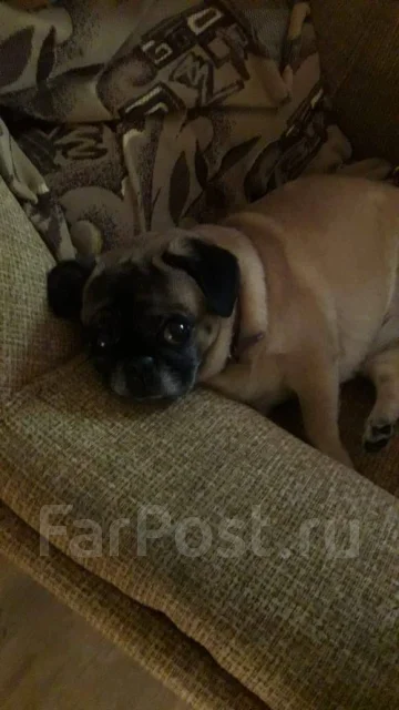 ����. ����
