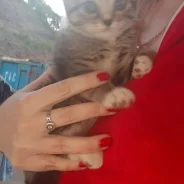 �����. ����