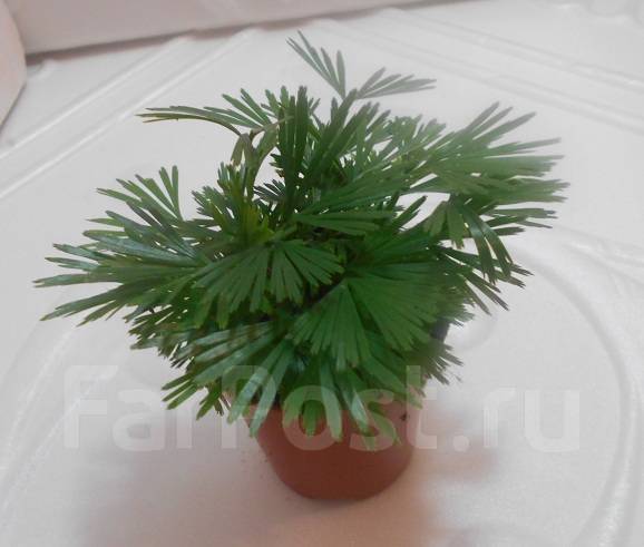 Мини папоротник Актиноптерис австралийский ( Actiniopteris australis ...