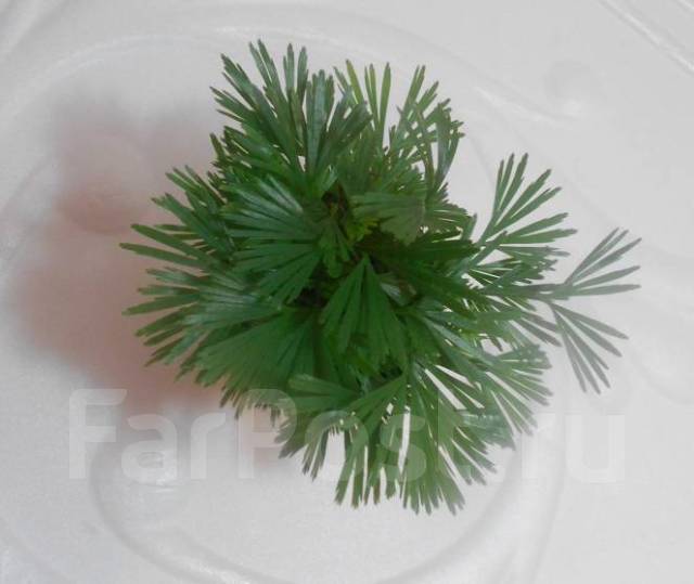Мини папоротник Актиноптерис австралийский ( Actiniopteris australis ...