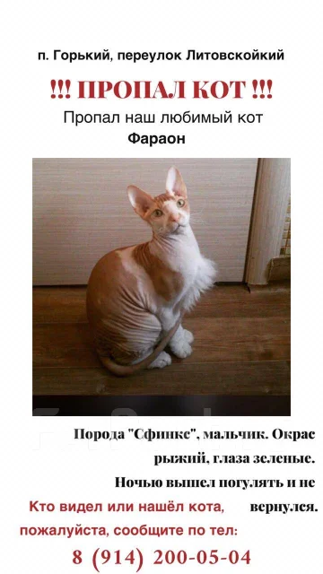 Пропал кот " сфинкс" в районе п. горького - Пропажи и находки в Хабаровске