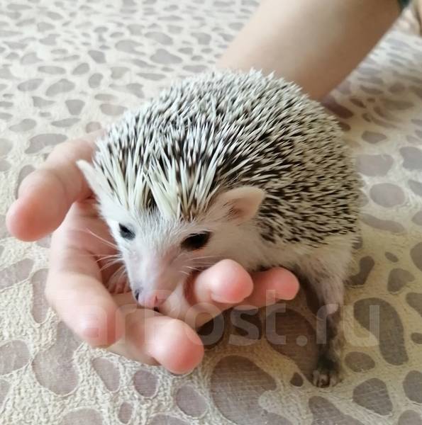 Имена для ёжиков. Маленький ёжик. Клички ежей мальчиков. Кафе с ежами в токио. Африканский карликовый ежик.