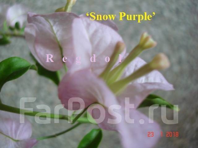 Snow purple бугенвиллия фото