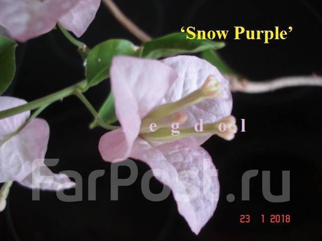 Snow purple бугенвиллия фото