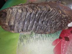 ������ ��� �������. ����� ������ �� 29 ������� ����