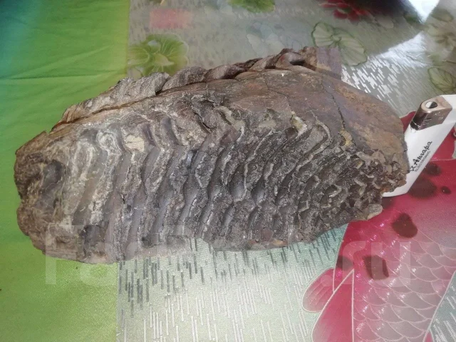������ ��� ������� ����