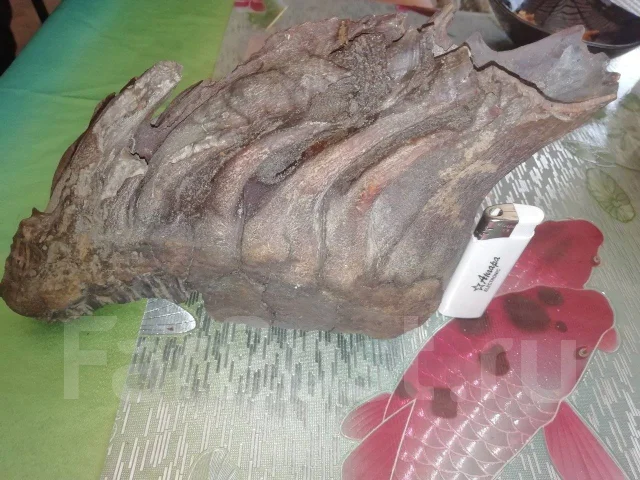 ������ ��� ������� ����