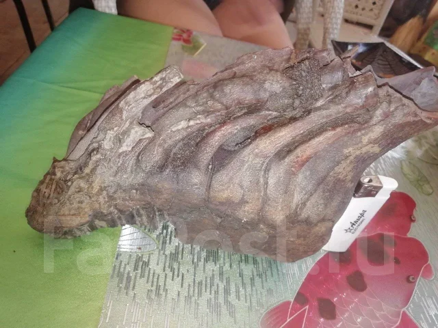 ������ ��� ������� ����