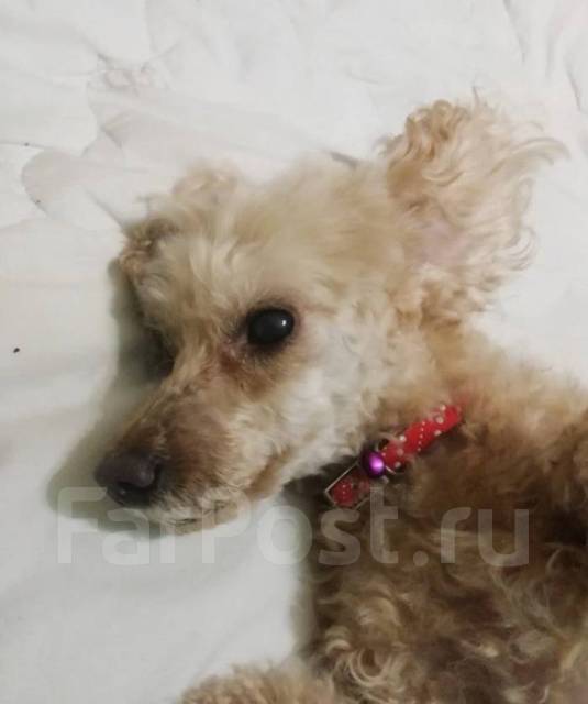 Щенок пуделя в добрые руки