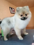 ����������� ����. ����