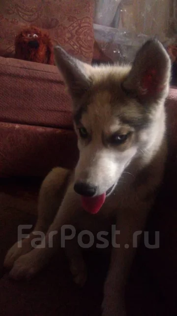 �����. ����