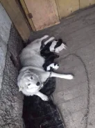 �����. ����